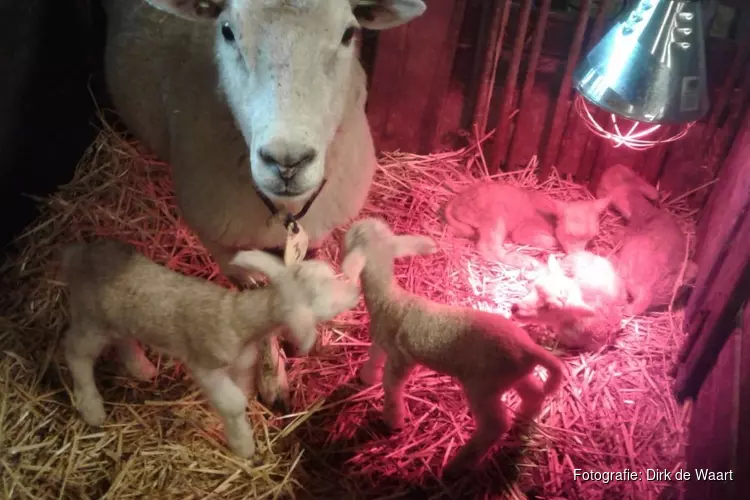 Zeldzaam: Vijfling geboren op schapenhouderij op Marken