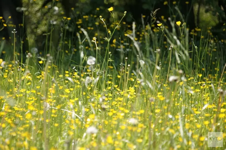 Hooikoortspatiënten opgelet: aankomende week extra pollen in de lucht door hitte