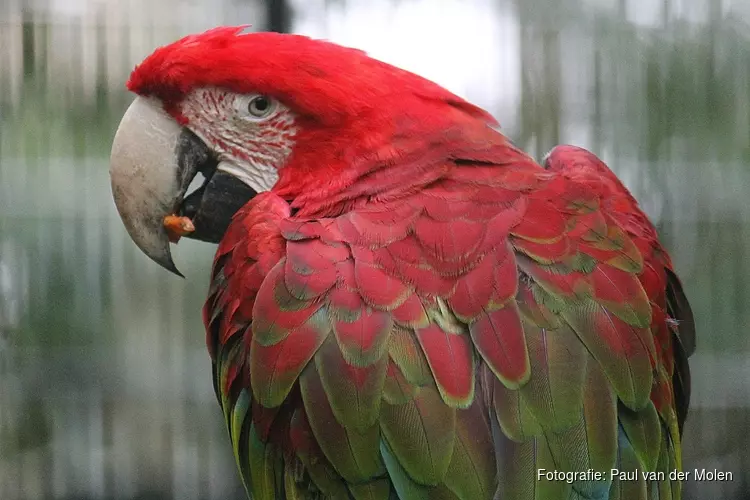 Celstraf geëist voor illegale papegaaienhandel: "Geverfd om ze op andere soort te laten lijken"