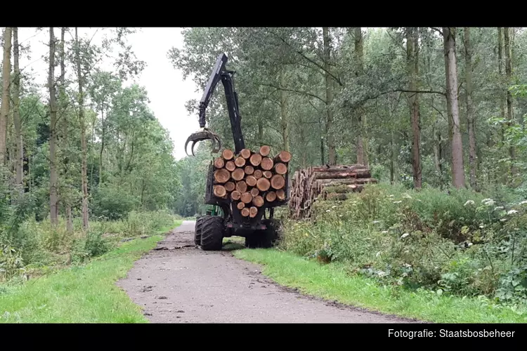 Boswerkzaamheden in het Purmerbos