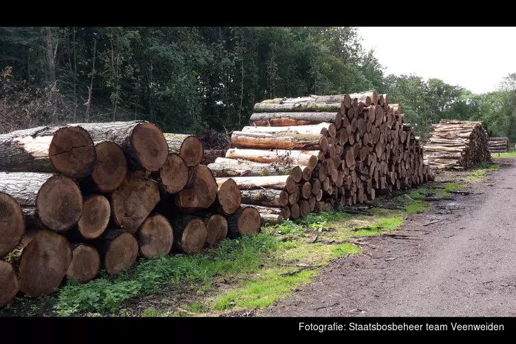 Boswerkzaamheden in Purmerbos